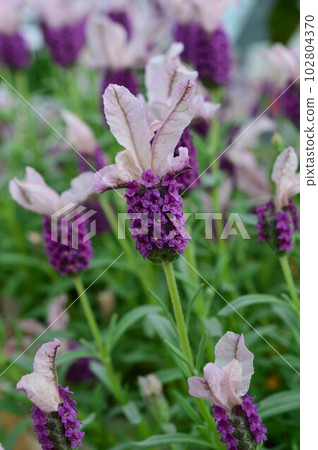 French Lavender (Spanish Lavender) 102804370