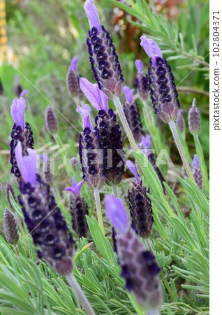 French Lavender (Spanish Lavender) French Lavender (Spanish Lavender) 102804371