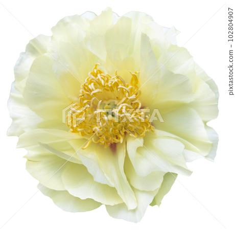 A peony flower in full bloom with yellow and white petal colors. Isolated. 102804907