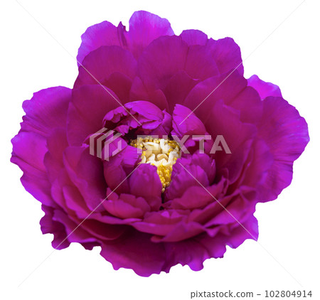 A blooming peony flower with pink and magenta petal color. Isolated. 102804914