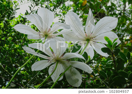 毛茛科風車的開花 102804937