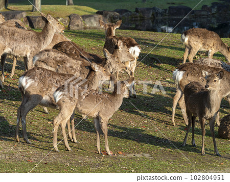 A herd of deer entering the moulting season in spring 102804951