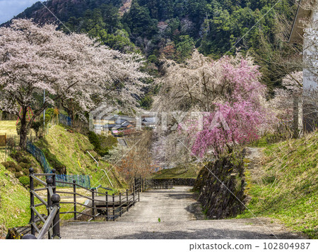 櫻花盛開的室郎之里山 102804987
