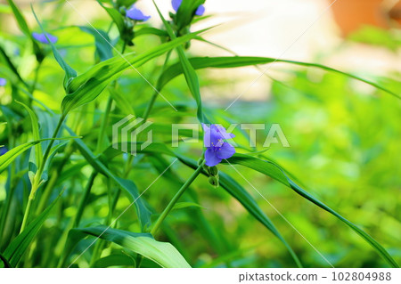 Murasaki Yukusa之花 102804988