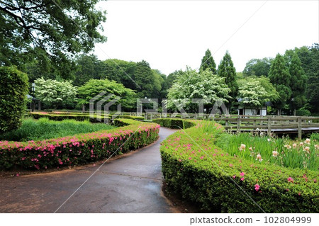 A relaxing stroll through the fresh greenery of a gentle rain park A relaxing stroll through the fresh greenery of a gentle rain park 102804999
