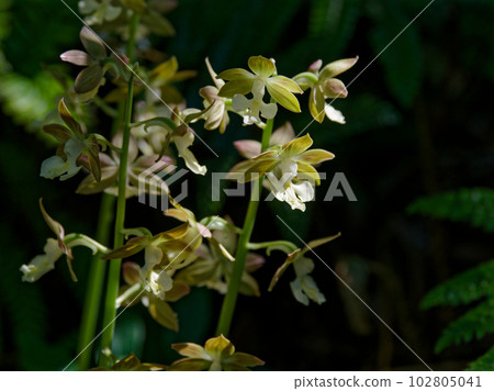 Flowering of Ebine, a quasi-threatened species, Orchidaceae, Ebine genus 102805041