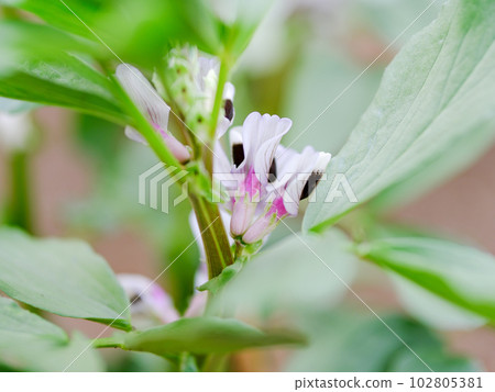 Broad bean flower 102805381