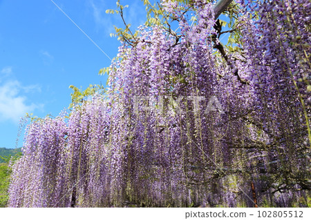Nine-shaku wisteria at Byakugoji Temple [Byakugoji Temple, Ichishimacho, Tanba City, Hyogo Prefecture] 102805512