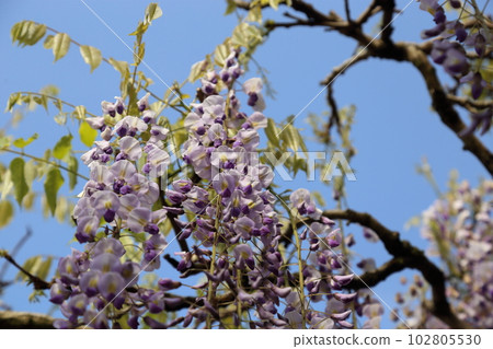 白剛寺九尺紫藤 [兵庫縣丹波市市島町白剛寺] 102805530