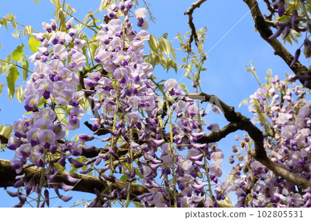 白剛寺九尺紫藤 [兵庫縣丹波市市島町白剛寺] 102805531