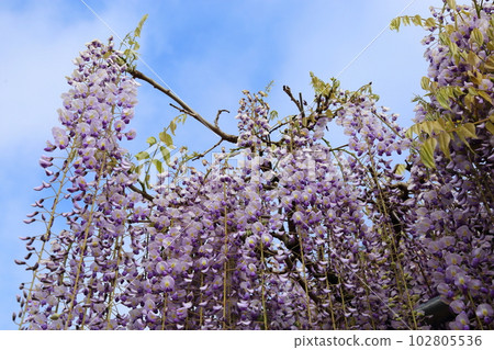 Nine-shaku wisteria at Byakugoji Temple [Byakugoji Temple, Ichishimacho, Tanba City, Hyogo Prefecture] 102805536