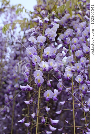 Nine-shaku wisteria at Byakugoji Temple [Byakugoji Temple, Ichishimacho, Tanba City, Hyogo Prefecture] 102805541
