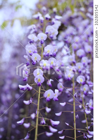Nine-shaku wisteria at Byakugoji Temple [Byakugoji Temple, Ichishimacho, Tanba City, Hyogo Prefecture] 102805542