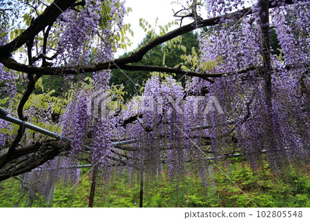 Nine-shaku wisteria at Byakugoji Temple [Byakugoji Temple, Ichishimacho, Tanba City, Hyogo Prefecture] 102805548
