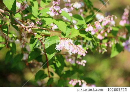 Flower of Sarasa woogie 102805755