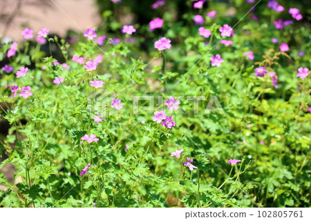 Geranium Flower Clarid Ruth 102805761
