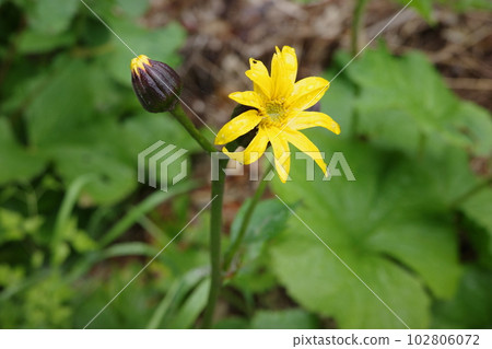 里山、Marbatakebuki 的植物在春天將森林地面染成黃色 102806072
