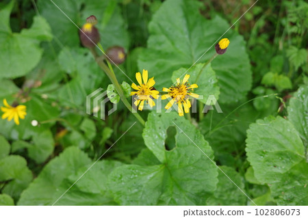 Plants in Satoyama, Marbatakebuki that colors the forest floor in yellow in spring 102806073