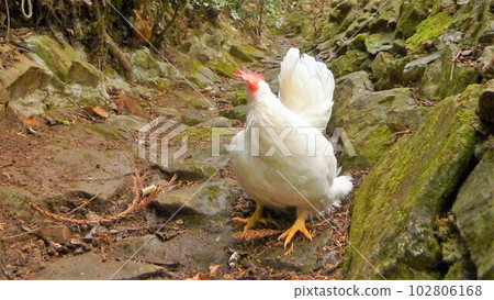 Tori-san 和本地探索 102806168