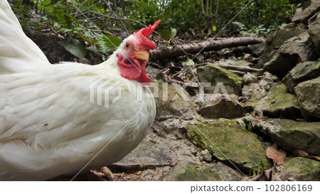 Tori-san and Local Exploration Tori-san and Local Exploration 102806169