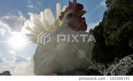 Tori-san 和本地探索 102806191