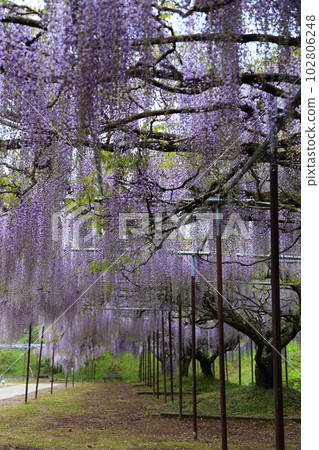 Nine-shaku wisteria at Byakugoji Temple [Byakugoji Temple, Ichishimacho, Tanba City, Hyogo Prefecture] 102806248