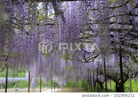Nine-shaku wisteria at Hyakugoji Temple [Byakugoji Temple, Ichishimacho, Tanba City, Hyogo Prefecture] 102806252