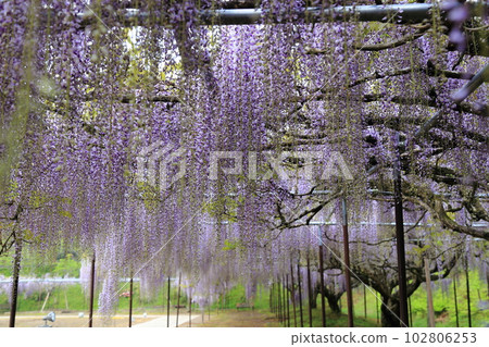 Nine-shaku wisteria at Byakugoji Temple [Byakugoji Temple, Ichishimacho, Tanba City, Hyogo Prefecture] 102806253