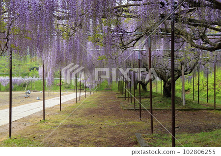 Nine-shaku wisteria at Byakugoji Temple [Byakugoji Temple, Ichishimacho, Tanba City, Hyogo Prefecture] 102806255