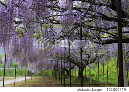 白剛寺九尺紫藤 [兵庫縣丹波市市島町白剛寺] 102806259