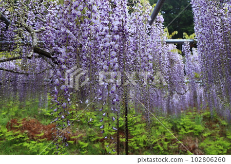 白剛寺九尺紫藤 [兵庫縣丹波市市島町白剛寺] 102806260