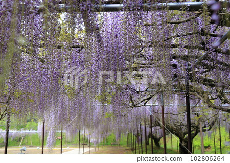 Nine-shaku wisteria at Byakugoji Temple [Byakugoji Temple, Ichishimacho, Tanba City, Hyogo Prefecture] 102806264