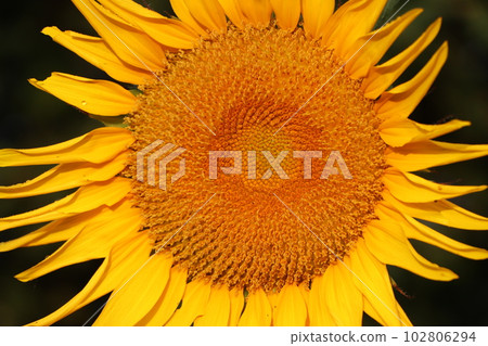 A large sunflower that overflows with energy 102806294