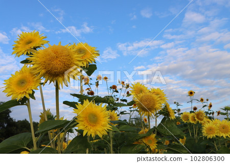 清晨湛藍的天空和色彩鮮豔的向日葵 102806300