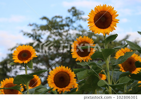 大向日葵炫耀自己的存在 1 102806301