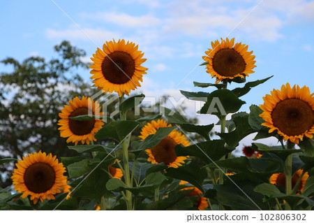 大向日葵炫耀自己的存在 2 102806302