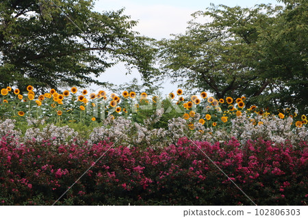 百花爭豔的鮮味丘陵公園 102806303