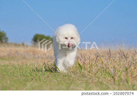 White dog toy poodle strolling in the seaside park 102807074