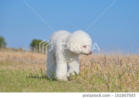 漫步在海濱公園的白狗玩具貴賓犬 漫步在海濱公園的白狗玩具貴賓犬 102807085
