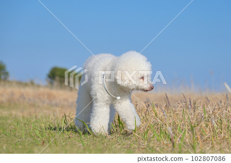 漫步在海濱公園的白狗玩具貴賓犬 漫步在海濱公園的白狗玩具貴賓犬 102807086