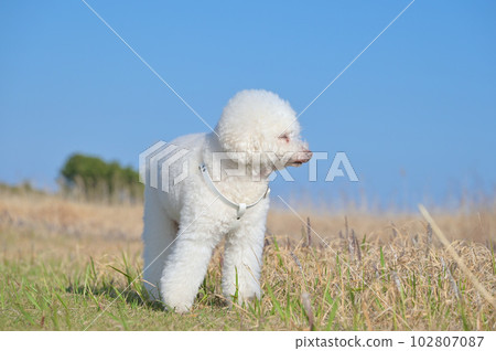 漫步在海濱公園的白狗玩具貴賓犬 漫步在海濱公園的白狗玩具貴賓犬 102807087