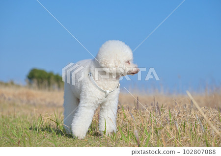 漫步在海濱公園的白狗玩具貴賓犬 102807088