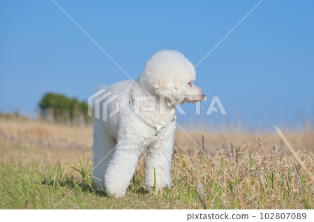 漫步在海濱公園的白狗玩具貴賓犬 102807089