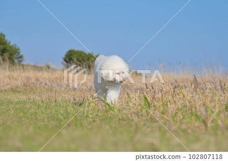 漫步在海濱公園的白狗玩具貴賓犬 漫步在海濱公園的白狗玩具貴賓犬 102807118