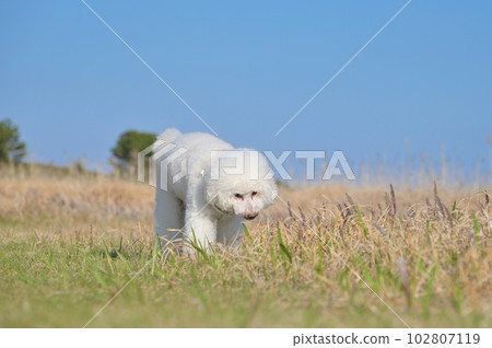 漫步在海濱公園的白狗玩具貴賓犬 漫步在海濱公園的白狗玩具貴賓犬 102807119