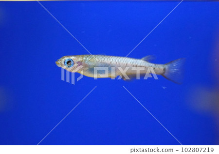 Kitanomedaka Kitanomedaka 102807219