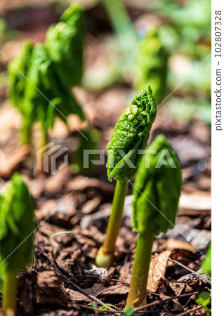 森林玻璃作品“Sankayou”地點：岐阜縣高山市奧飛騨溫泉鄉 102807328