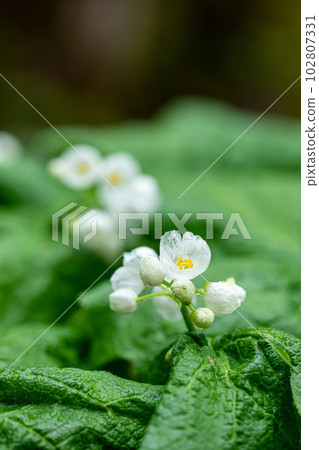森林玻璃作品“Sankayou”地點：岐阜縣高山市奧飛騨溫泉鄉 102807331