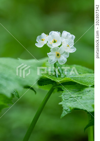 森林玻璃作品“Sankayou”地點：岐阜縣高山市奧飛騨溫泉鄉 102807342