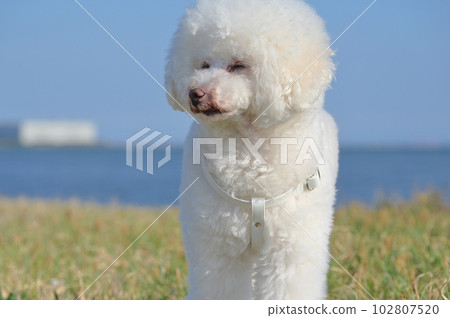 漫步在海邊草原的白狗玩具貴賓犬 102807520